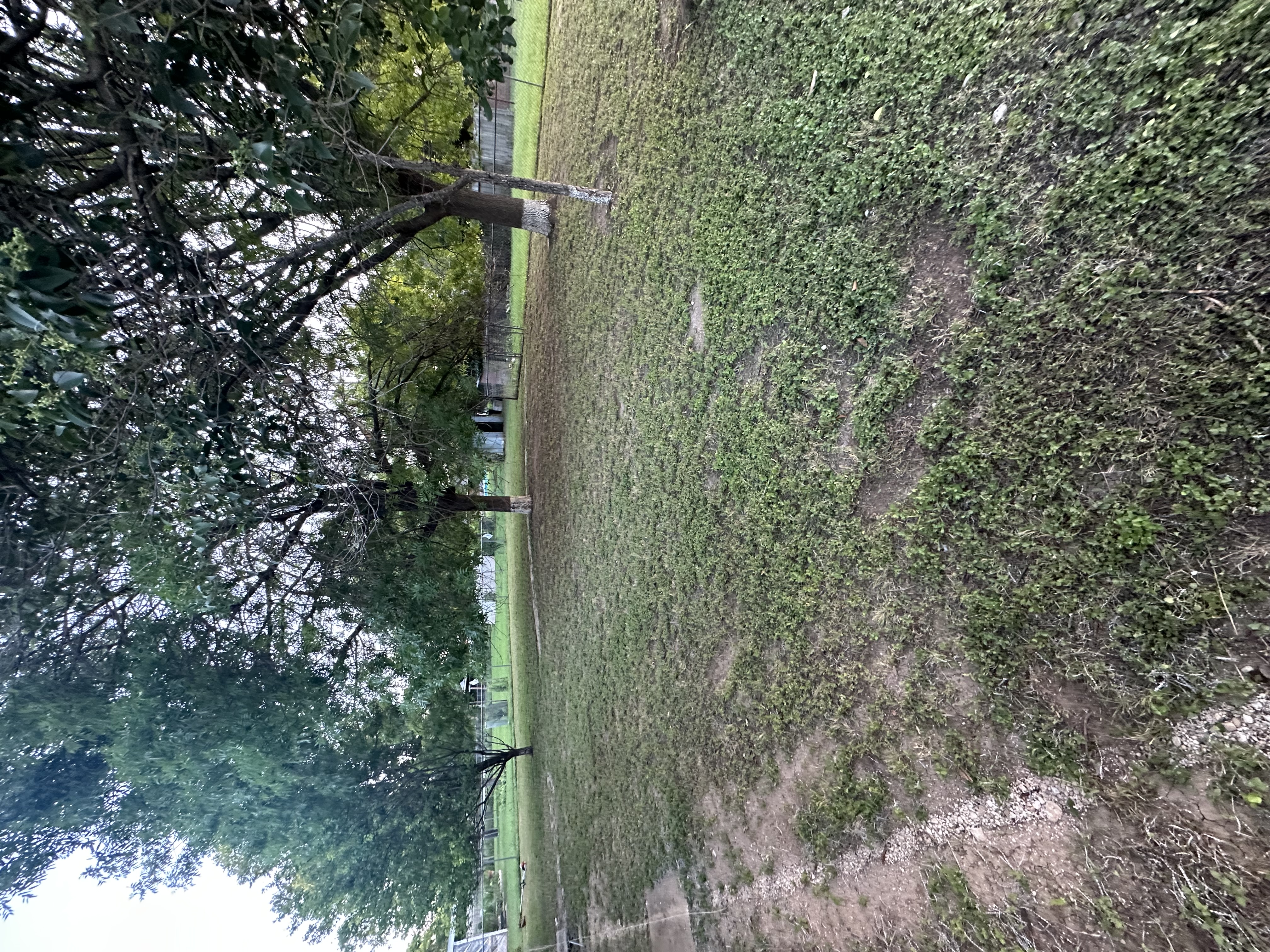 Lawn Project