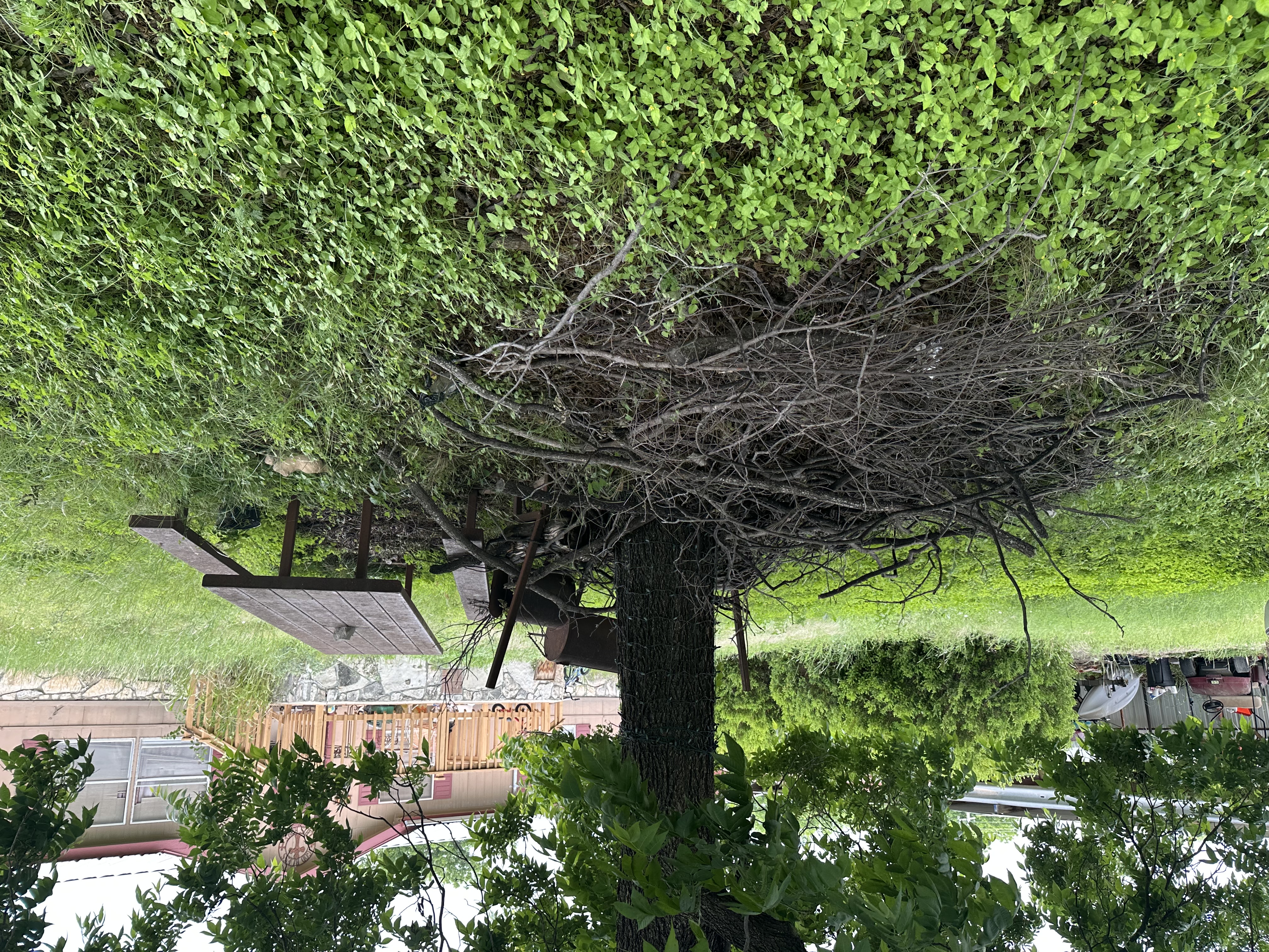 Lawn project
